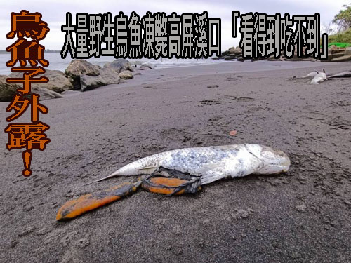 烏魚子外露！大量野生烏魚凍斃高屏溪口 「看得到吃不到」…