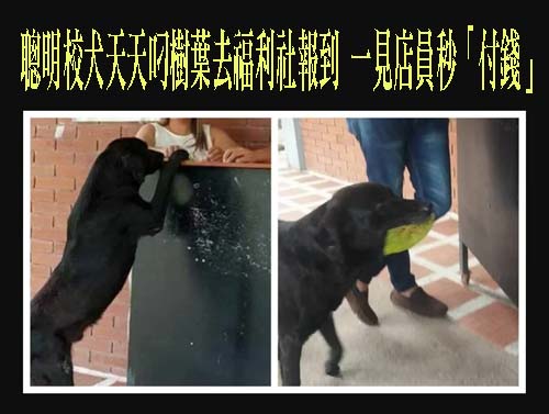 聰明校犬天天叼樹葉去福利社報到 一見店員秒「付錢」：本汪要