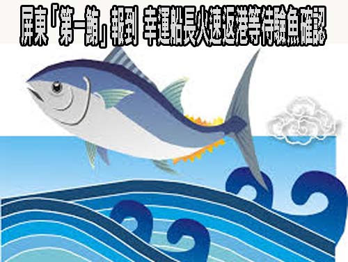 屏東「第一鮪」報到 幸運船長火速返港等待驗魚確認