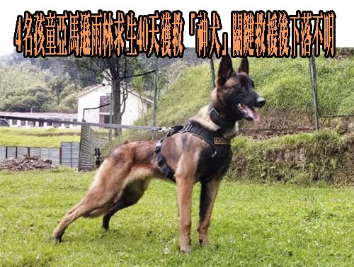 4名孩童亞馬遜雨林求生40天獲救 「神犬」關鍵救援後下落不明