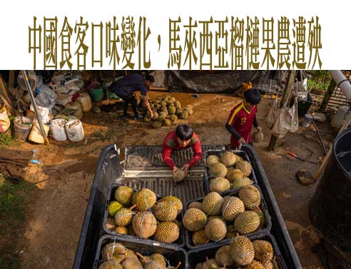 中國食客口味變化，馬來西亞榴槤果農遭殃