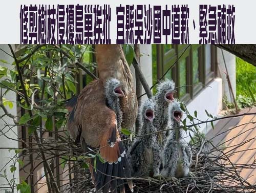 教育部成立新住民語文教育輔導團 去年補助地方達816萬