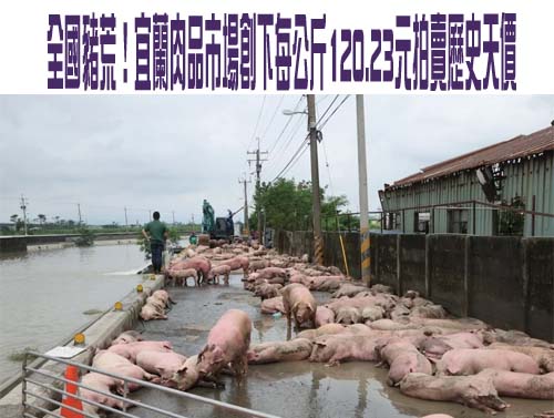 全國豬荒！宜蘭肉品市場創下每公斤120.23元拍賣歷史天價