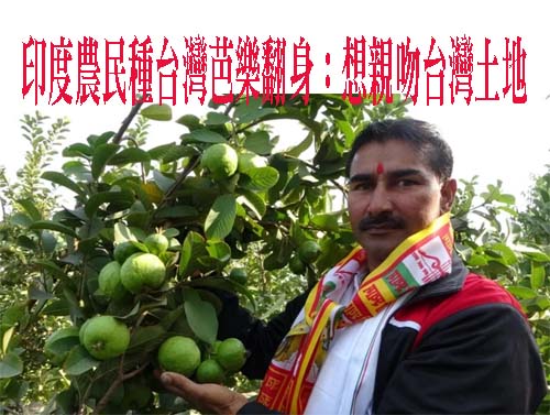 印度農民種台灣芭樂翻身：想親吻台灣土地