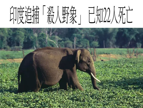 印度追捕「殺人野象」 已知22人死亡