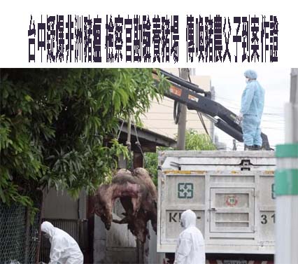 台中疑爆非洲豬瘟 檢察官勘驗養豬場、傳喚豬農父子到案作證