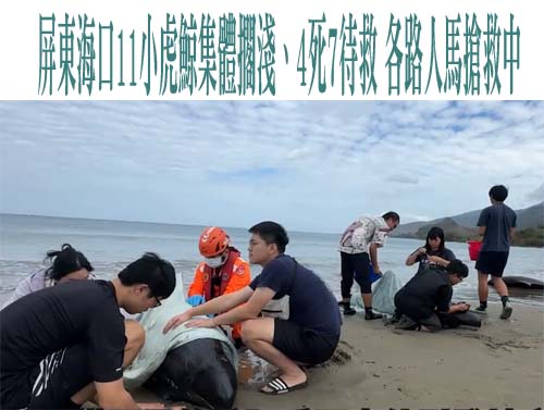 小虎鯨加油！車城海口11鯨集體擱淺 各單位無私搶命、地方暖送物資