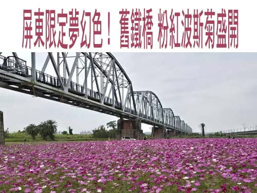 屏東限定夢幻色！屏東舊鐵橋 粉紅波斯菊盛開