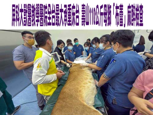 台灣本土黑豬育種 廚餘、飼料餵養有何差異？