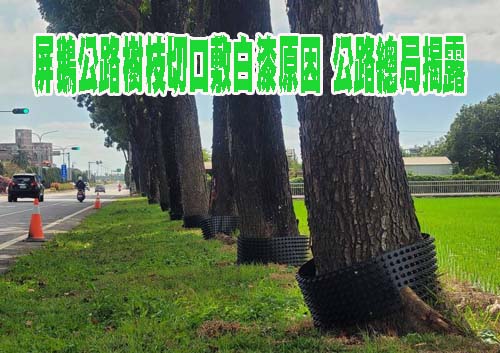 屏鵝公路樹枝切口敷白漆原因 公路總局揭露