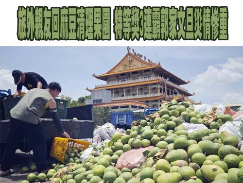 農民心疼！颱風後首遇週休 清理麻豆文旦落果堆成「柚子山」