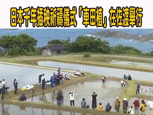 日本千年插秧祈禱儀式「車田植」在佐渡舉行