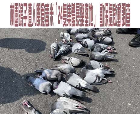 廚師兼差當車手騙人投資虛擬幣 害婦被騙百萬又被離婚遭重判