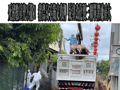 羅智強稱屏東廚餘養豬稽查落後 屏縣府怒了：不要為了搶救台中潑髒水