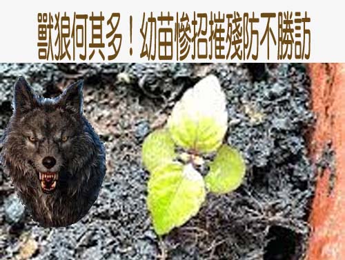 男童鑽女童棉被「奪貞操」 新竹縣家長與教保員、幼兒園連帶賠30萬