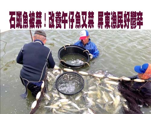 全台唯一能出口中國水產品 業者坦言「不了解原因」
