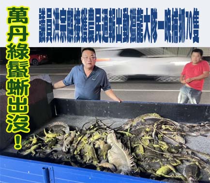 綠鬣蜥出沒！萬丹紅豆將播種 獵龍大隊緊急出動捕抓 一晚上抓70隻