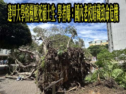 逢甲大學榕樹壓死碩士生 學者曝：國內老校暗藏致命危機