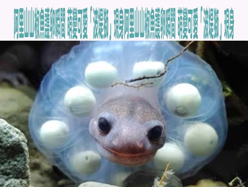 阿里山山椒魚護卵瞬間 萌變可愛「波堤獅」現身