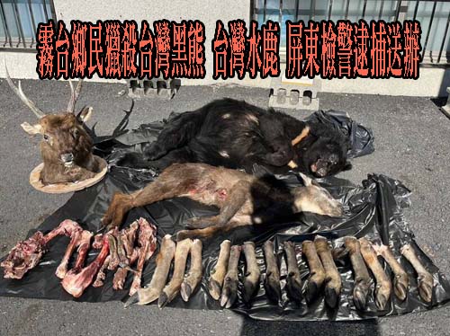 霧台鄉民獵殺台灣黑熊、台灣水鹿 屏東檢警逮捕送辦